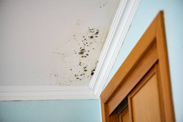 Best Emergency Mold Remediation  in Stoughton, WI